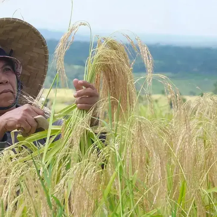 AUTP Penting, Tapi Petani Masih Sulit Pahami Konsep Asuransi Usaha Tani