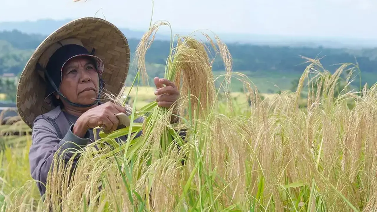 AUTP Penting, Tapi Petani Masih Sulit Pahami Konsep Asuransi Usaha Tani