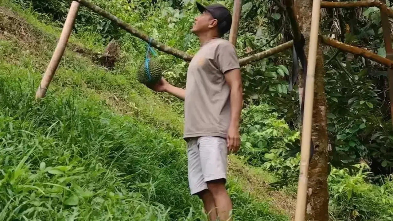 Dari Hobi Menjadi Ladang Cuan: Kisah Polisi Sukses Budidaya Durian Premium
