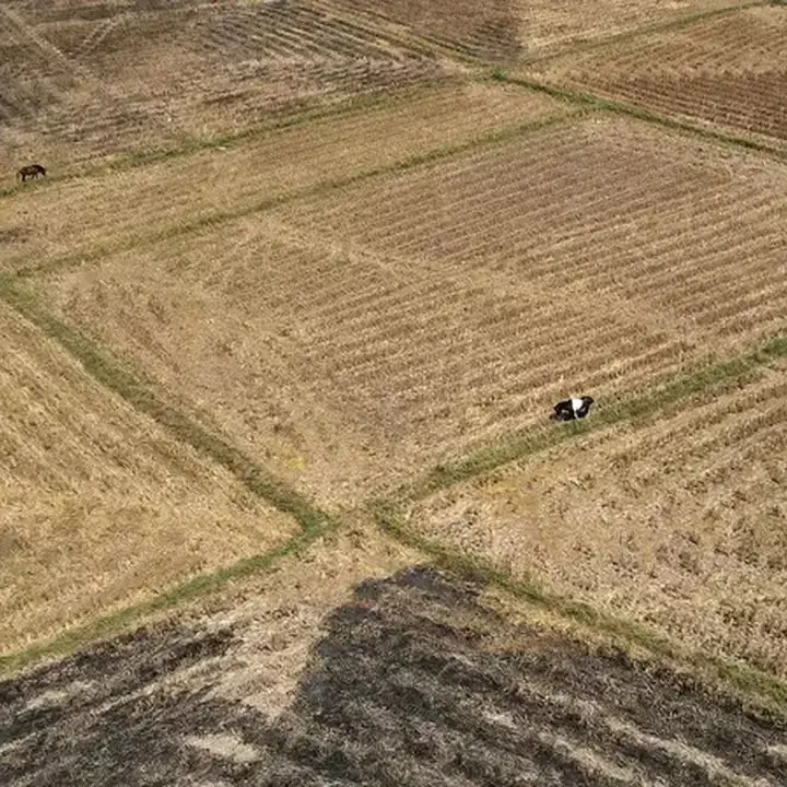 El Nino dan Kelangkaan Pupuk Ancaman Ganda Petani Asia