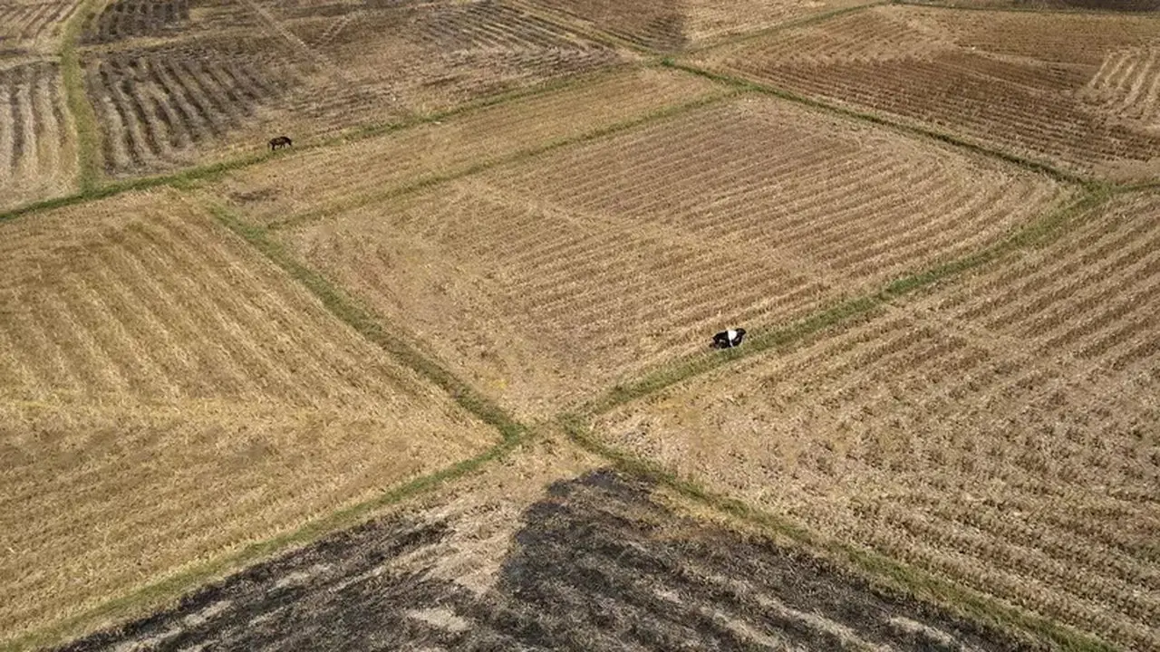 El Nino dan Kelangkaan Pupuk Ancaman Ganda Petani Asia