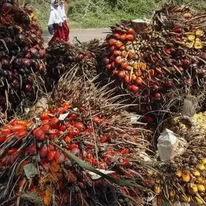 Harga CPO Melemah Akibat Lesunya Permintaan India dan China