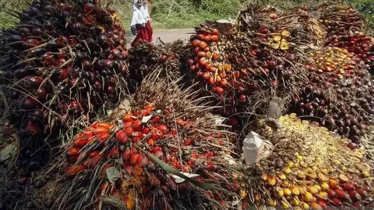 Harga CPO Melemah Akibat Lesunya Permintaan India dan China