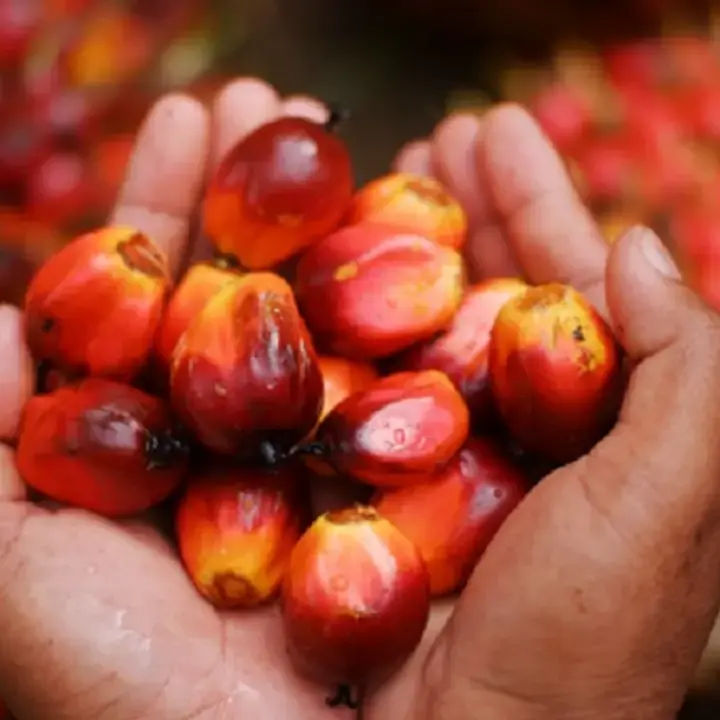 Harga CPO Melonjak ke Level Tertinggi 3 Bulan Akibat Pasokan Ketat dan Permintaan Biodiesel
