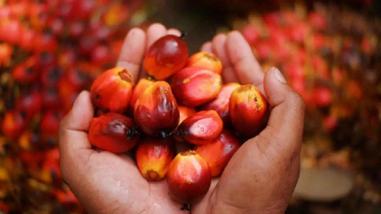 Harga CPO Melonjak ke Level Tertinggi 3 Bulan Akibat Pasokan Ketat dan Permintaan Biodiesel