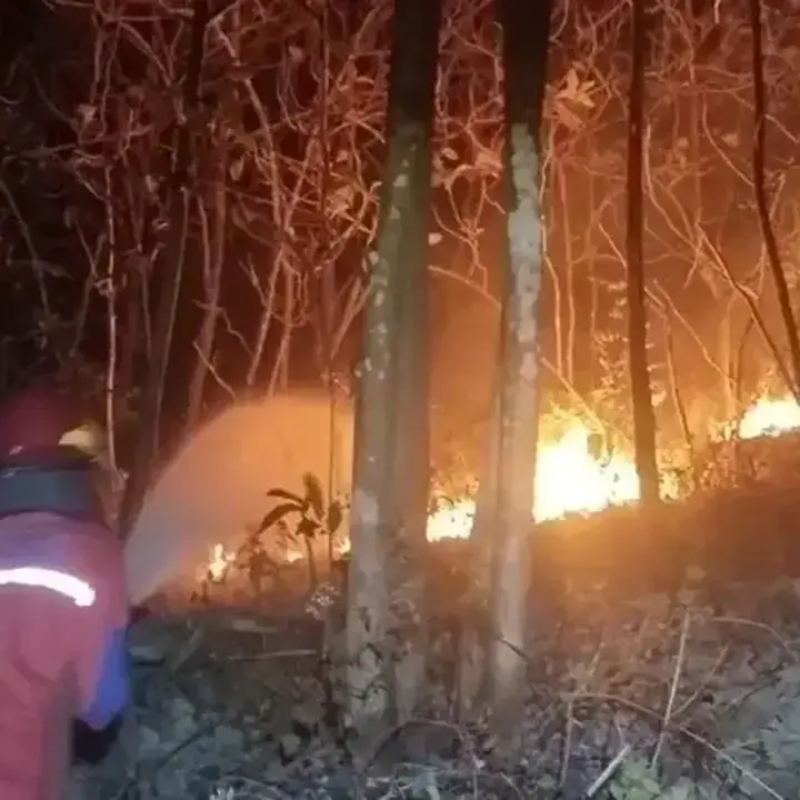 Kebakaran Hutan Blondo Gunungkidul: 1 Hektare Lahan Hangus Akibat Kemarau