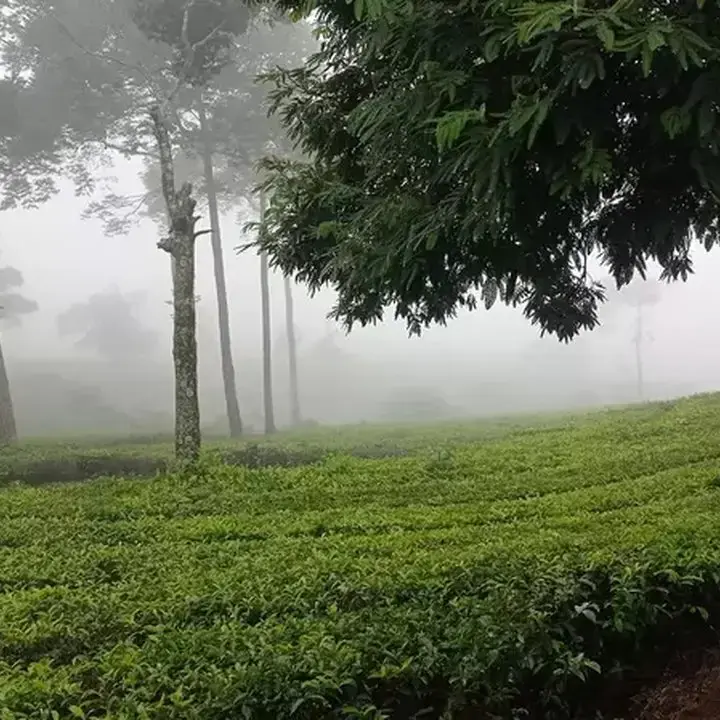Mandi Hutan ala Jepang, Metode Alami Turunkan Tekanan Darah Tinggi