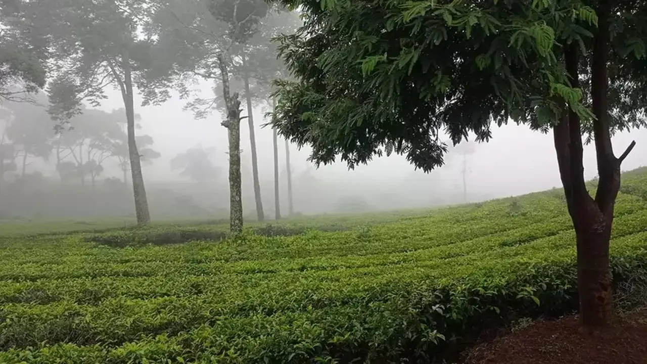 Mandi Hutan ala Jepang, Metode Alami Turunkan Tekanan Darah Tinggi