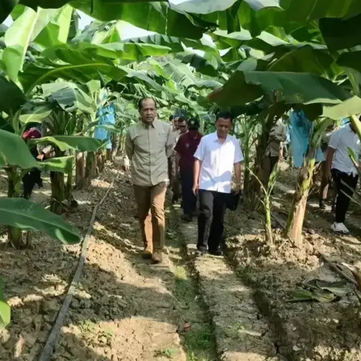Mentrans Dorong Pisang dan Komoditas Lokal Jadi Pilar Swasembada Pangan
