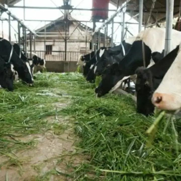 Pemerintah Buka Peluang Investor Garap 20 Peternakan Sapi Perah Skala Besar