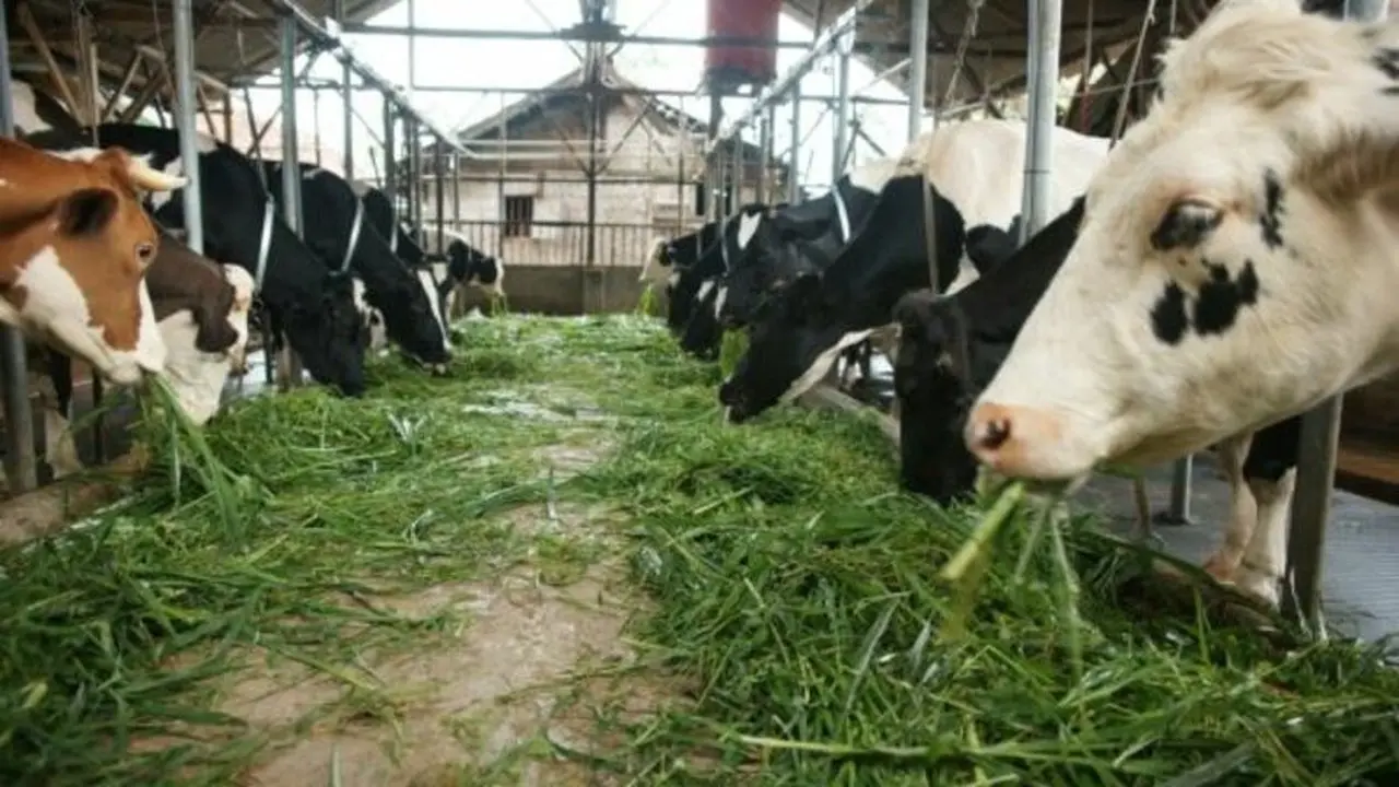 Pemerintah Buka Peluang Investor Garap 20 Peternakan Sapi Perah Skala Besar