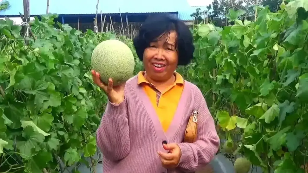 Pemuda Labuhanbatu Raup Jutaan Rupiah dari Kebun Melon Mini