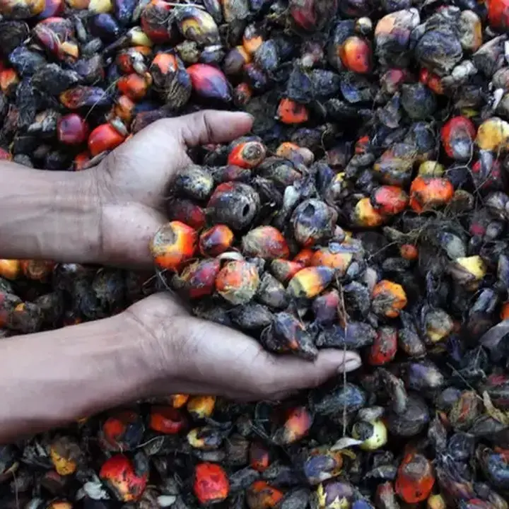 Petani Sawit Minta DSI Buka Data Gap Harga Ekspor
