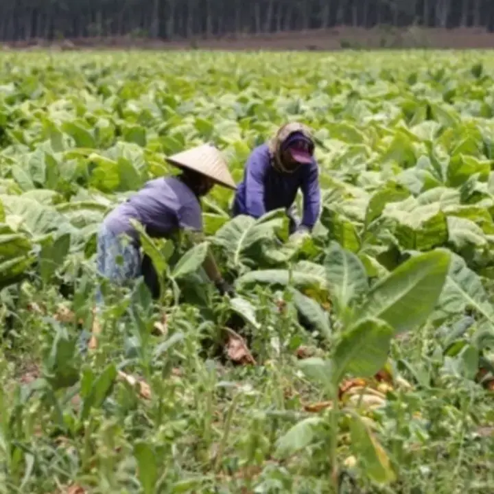 Petani Tembakau Minta Aturan Turunan UU Kesehatan Dikaji Ulang