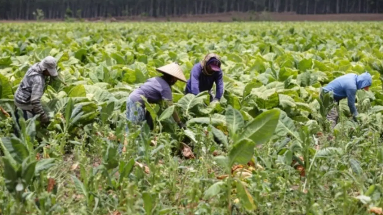 Petani Tembakau Minta Aturan Turunan UU Kesehatan Dikaji Ulang
