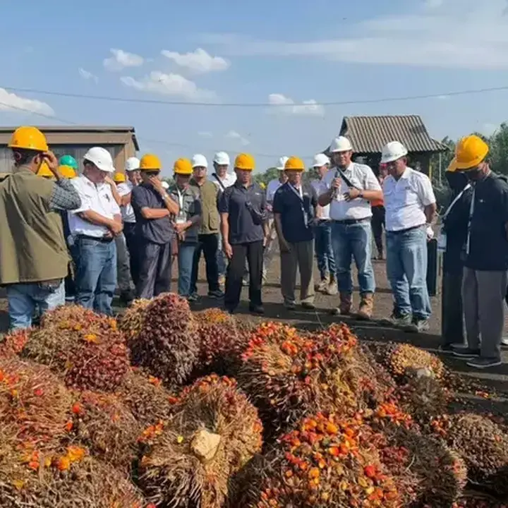 Tingkatkan Kualitas TBS, Kementan Gelar Pelatihan Panen Sawit Rakyat