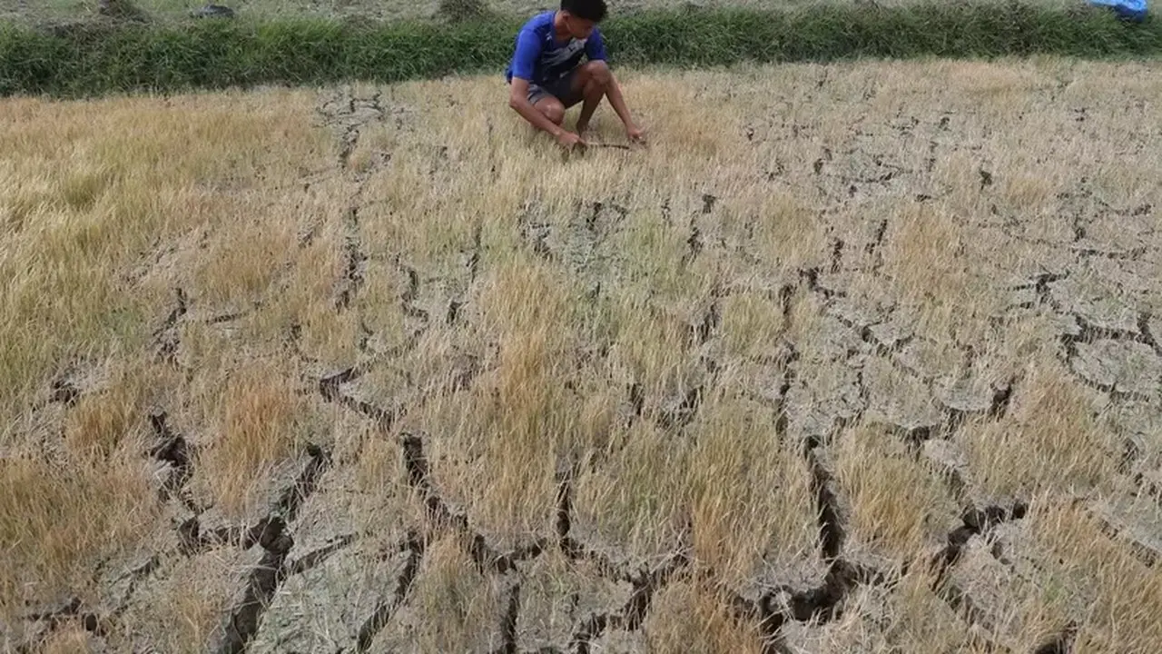 El Nino Mengancam, Sektor Padi Indonesia Butuh Solusi Darurat Air
