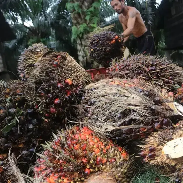 Harga CPO Berfluktuasi, Pasar Menanti Data MPOB dan Perkembangan Energi