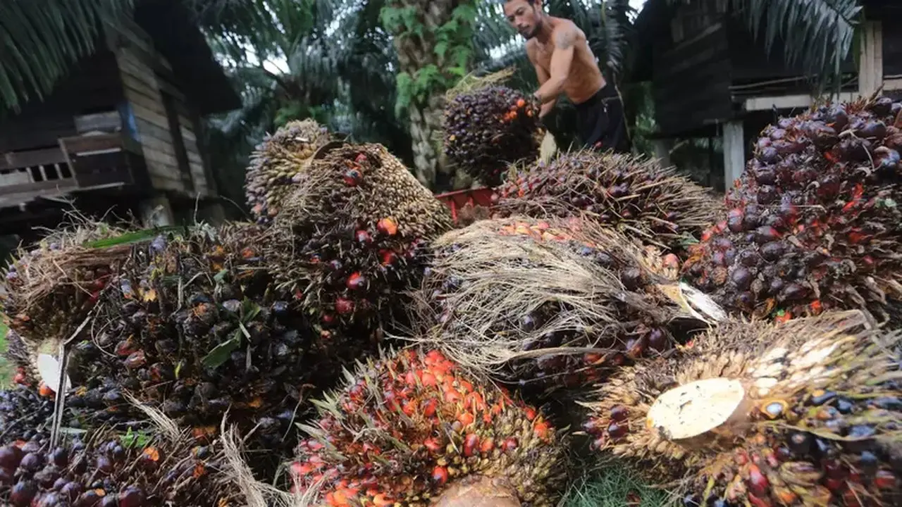 Harga CPO Berfluktuasi, Pasar Menanti Data MPOB dan Perkembangan Energi