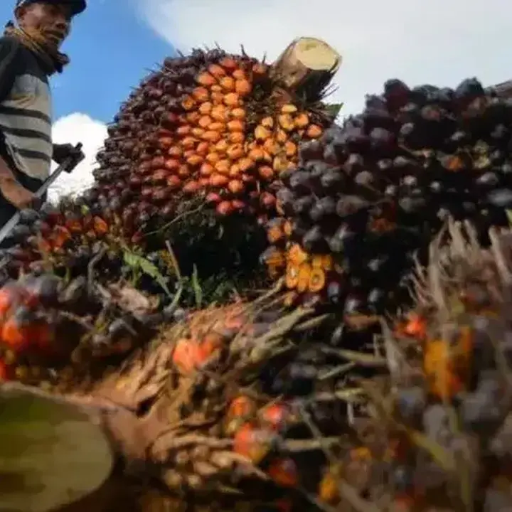 Harga CPO Melonjak Bulanan Meski Terkoreksi di Akhir Juli