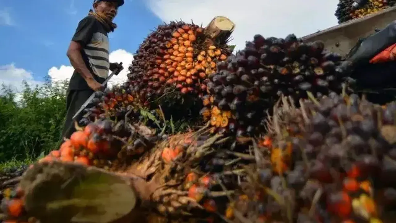 Harga CPO Melonjak Bulanan Meski Terkoreksi di Akhir Juli