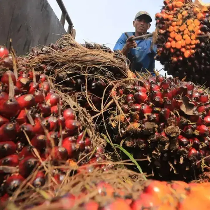Harga CPO Menguat, Pasar Menanti Data Produksi Malaysia