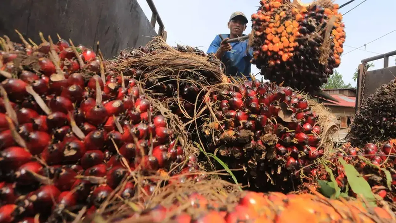 Harga CPO Menguat, Pasar Menanti Data Produksi Malaysia