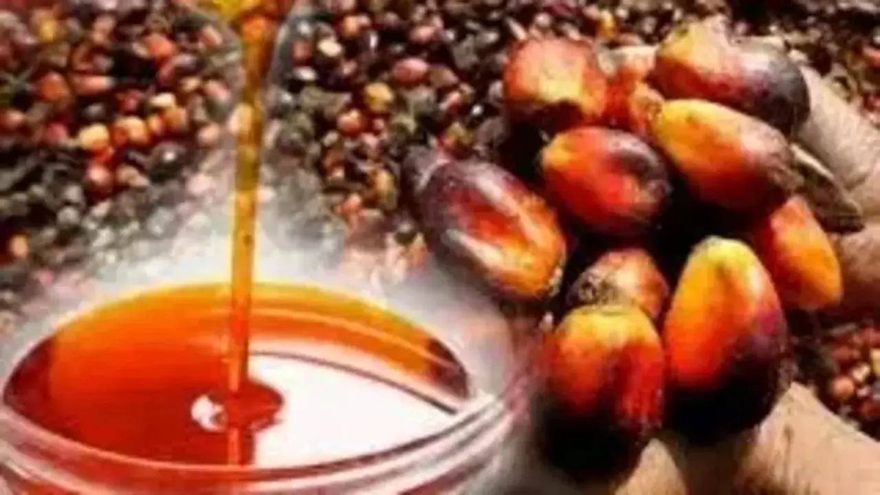 Harga CPO Naik Didorong Penguatan Minyak Nabati Pesaing