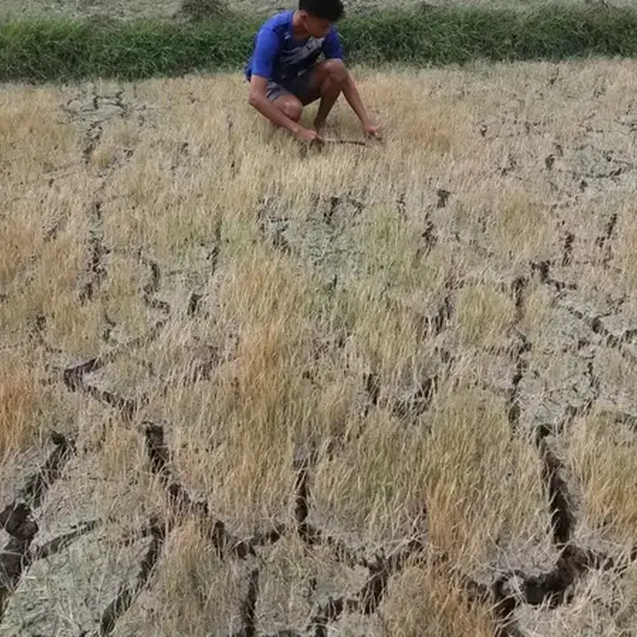 PBB Peringatkan El Nino Ekstrem Bisa Ancam 49 Juta Jiwa Kelaparan Akut