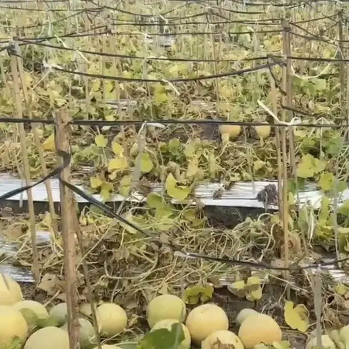 Petani Melon Majalengka Raup Cuan di Musim Kemarau