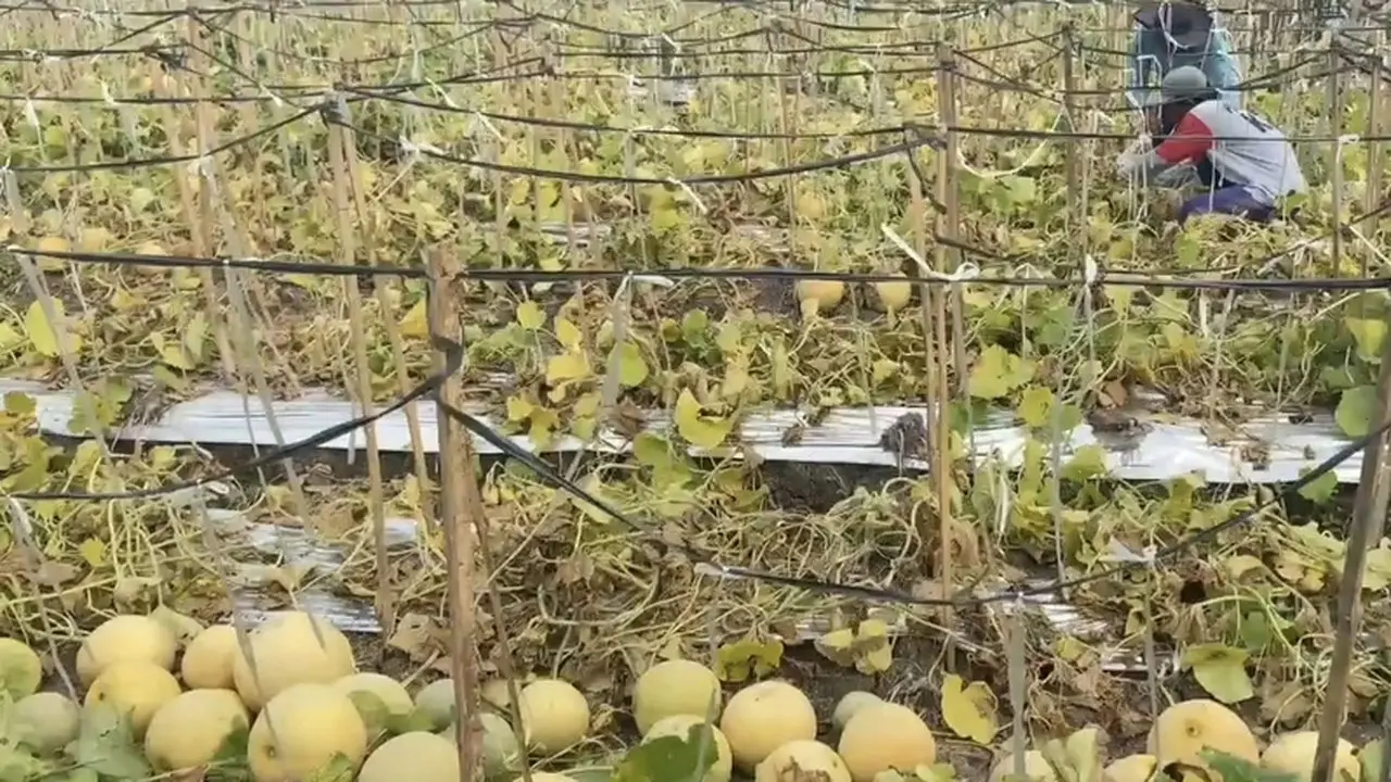 Petani Melon Majalengka Raup Cuan di Musim Kemarau
