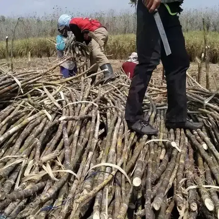 Swasembada Gula: Pengamat Nilai Perlu Reformasi Menyeluruh, Bukan Sekadar Tambah Lahan