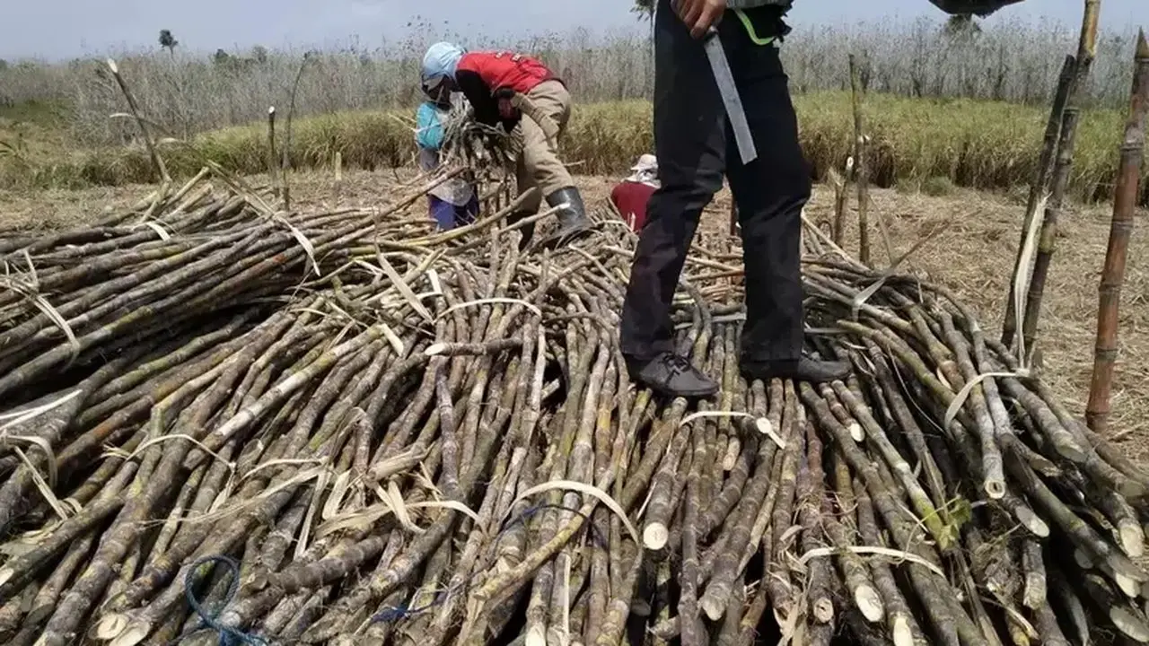Swasembada Gula: Pengamat Nilai Perlu Reformasi Menyeluruh, Bukan Sekadar Tambah Lahan